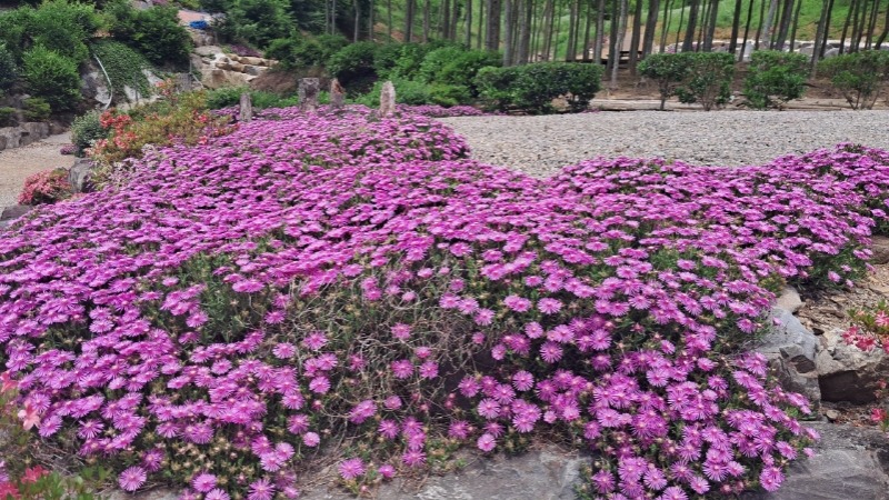 [크기변환]2-5. 관련사진(제3회 일운주공마을 작은음악회 및 꽃축제 성황리에 개최 4).jpeg