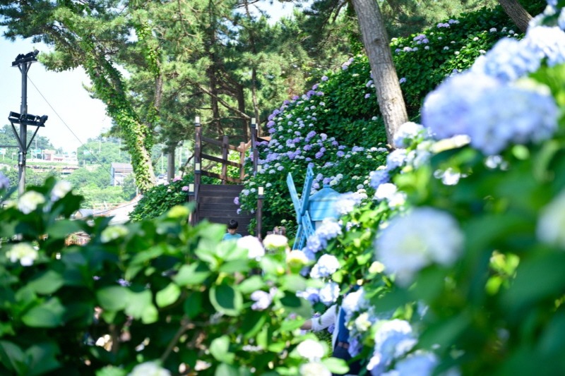 [크기변환]2-4. 관련사진(제8회 남부면 수국축제, 화창한 날씨와 함께 성황리 개최 3).jpg