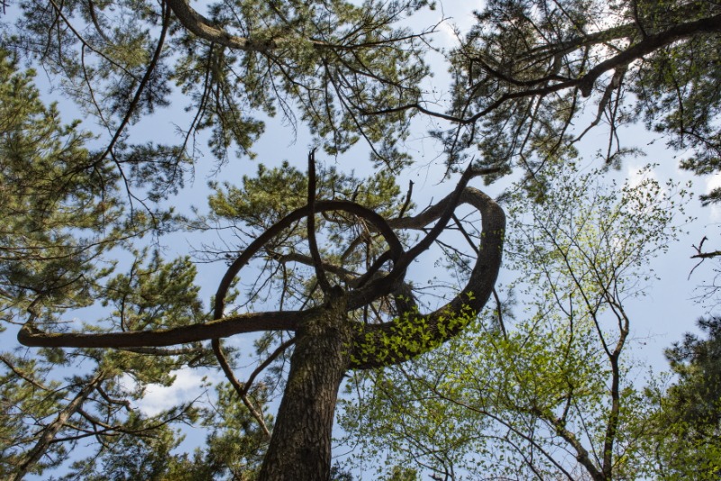 2-3. 인터체인지 나무.jpg