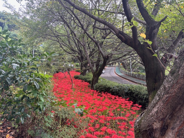 11-4. 사진3(장승포동 해안도로, 꽃무릇 붉은 물결 ‘장관’).jpg