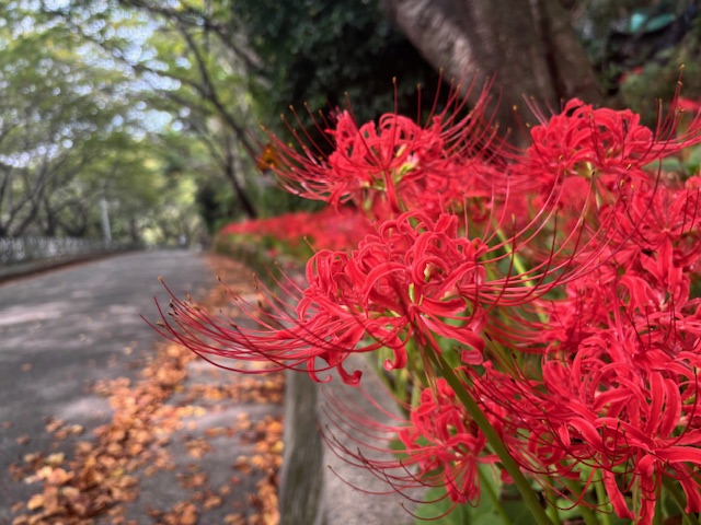 11-2. 사진1(장승포동 해안도로, 꽃무릇 붉은 물결 ‘장관’).jpg