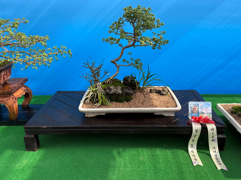 2-3. 제19회 거제섬꽃축제 국화분재，난 작품 경진대회 개최2(작년 수상작 사진).png