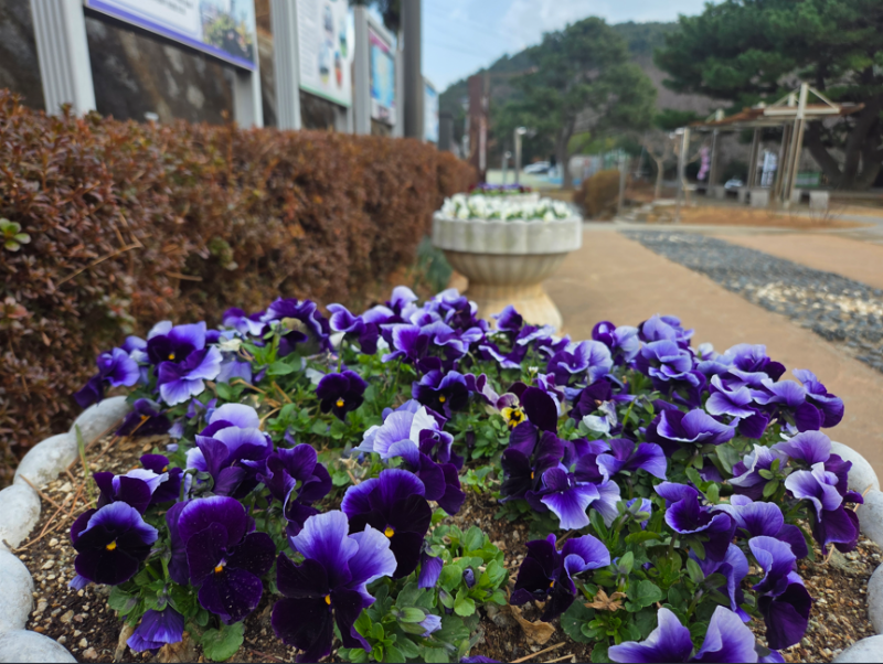 관련사진(봄을 맞이하는 양지암 장미 공원3).png